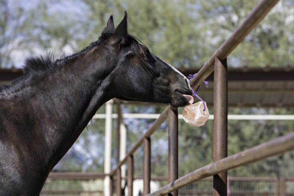 Animal Licking Salt Manufacturer, Supplier & Exporter